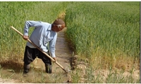 اختصاص بیش از ۳۱۳ هزار هکتار از زمین‌های کشاورزی استان مرکزی به کشت محصولات پاییزه