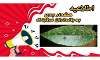 هشدار جدی به باغداران مرکبات مازندران/ آماده‌باش برای مقابله با آفات