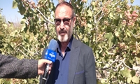 پیش‌بینی برداشت بیش از ۳۸۵۰ تن پسته تر در یامچی شهرستان مرند