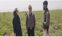 نظارت برداشت مزارع استان مرکزی/کاهش ضایعات محصولات کشاورزی