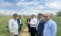 بازدید از مزارع کلزا در شهرستان مُهر