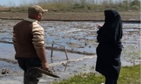 حضور بی وقفه ناظران طرح جهش تولید برنج شهرستان لنگرود در کنار کشاورزان   