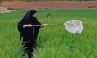 پایش مستمر مزارع گندم تفت برای رصد آفات و بیماری‌ها، وضعیت مزارع مطلوب است