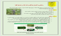 راهنمای ردیابی و مدیریت بید کلم و شته‌ها در مزارع کلزا