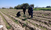 پایش روزانه مزارع ذرت بهاره ارزوئیه در راستای مدیریت آفت برگخوار پاییزه