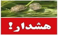 هشدار آفت سن به کشاورزان گندمکار دره شهر