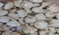 برداشت بیش از ۳۲ هزارتن سیر از مزارع رامهرمز 