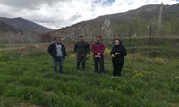 عملیات میدانی کنترل ملخ در روستای آقاگیر شهرستان البرز ؛ مبارزه با ملخ شاخک بلند آغاز می‌شود 