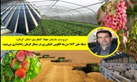 کرمان؛ پیشگام طرح ملی مزارع الگویی کشاورزی با هدف ارتقاء فناوری و امنیت غذایی