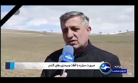 تاکید بر ضرورت مبارزه با آفات و بیماری‌های گندم در آذربایجان‌شرقی