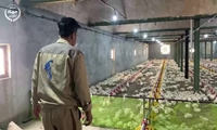 همت مرغدار شهرستان بشرویه در کنار همراهی جهادگونه متولیان کشاورزی استان در جنگ تحمیلی ۴۰ روزه