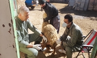  تکمیل مرحله  اول پروژه بهبود راندمان تولید مثل در شهرستان شهرکرد