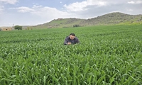 هشدار مدیر حفظ نباتات سازمان جهاد کشاورزی استان لرستان درباره گسترش بیماری لکه خرمایی برگ گندم