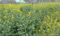 طلایه‌داران دانش در مزارع گیلان؛کلزای گیلان به ایستگاه برداشت رسید