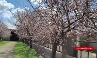 دهگلان؛ قطب تولید شیر و گوشت با بیش از ۱۰۰ هزار رأس دام