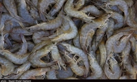 صادرات ۳۱۲ تن میگو؛ رکوردی تازه برای چهارمحال و بختیاری