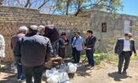 اجرای طرح سرشاخه‌کاری گردو در تفت؛ گامی در جوان‌سازی باغات با تکیه بر دانش بومی