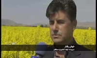 گل دهی مزارع کلزا در سملقان