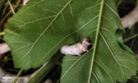 توزیع و کاشت ۱۰۰۰ اصله نهال توت در روستای «وطن» آزادشهر