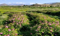 آغاز برداشت گل محمدی از گلستان های بخش سیمکان جهرم