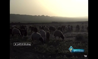 برگزاری آیین سنتی شیردوشی در کاشمر خراسان رضوی همزمان با آغاز فصل بهار 