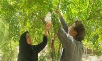 آغاز فعالیت پایش مستمر مگس میوه مدیترانه ای در شهرستان زارچ