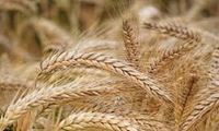 گندم کردستان در مسیر یک میلیون تن/ عبور از برنامه کشت در سایه چالش‌های اقلیمی