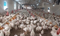 صیانت از اراضی کشاورزی با پایش مستمر ۲۷۹ طرح تولیدی استان بوشهر/ نظارت دوره‌ای بر پیشرفت طرح‌ها الزامی است