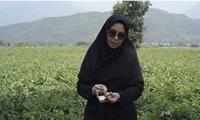 استان گلستان پیشگام در کشاورزی، گذار از سم محوری و توسعه کنترل بیولوژیک