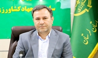 تأمین بازار لرستان با توزیع بیش از هزار تن گوشت مرغ گرم در هفته اول اردیبهشت  