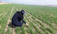 ایجاد مزارع الگویی در استان تهران با هدف انتقال دانش فنی، ارتقای بهره‌وری و افزایش تولید