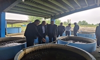 بازدید میدانی هیئت تحقیق و تفحص مجلس از مرکز احیای ژنتیکی ماهیان شهید یوسف‌پور در سیاهکل