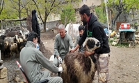 انجام مرحله دوم پروژه «بهبود راندمان تولیدمثل» در شهرستان کوهرنگ استان چهارمحال وبختیاری