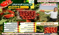 استفاده از پوشش های مخصوص برای کنترل تلفیقی آفات و آفتاب سوختگی انار