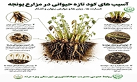  آسیب های کود تازه حیوانی در مزارع یونجه