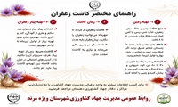 راهنمای مختصر کاشت زعفران