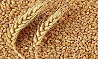 خرید بیش از ۱۶ هزار تن بذر گندم در لرستان