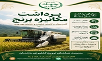  برداشت مکانیزه برنج