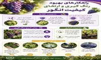  راهکارهای بهبود رنگ گیری و ارتقای کیفیت انگور