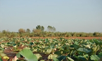   حفاظت از تالاب انزلی با کشاورزی پایدار در ۱۱ روستای حاشیه تالاب