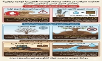اینفو گرافی هدایت سیلاب در باغات پسته :فرصت طلائی یا تهدید پنهان