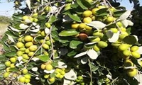 اوج‌گیری تولید کنار در استان؛ ۲۵۰۰ تن محصول از باغ‌های پیوندی