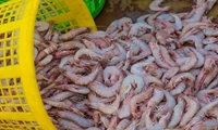 افتتاح سه طرح پرورش میگو در شهرستان گناوه