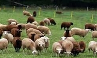 کاهش ۲۷ درصدی هزینه تولید دام سبک با اجرای طرح‌های تحقیقاتی در استان اردبیل