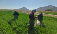 پایش مزارع گندم و بررسی ریزش سن مادری در شهرستان ارزوئیه