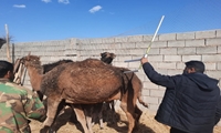 ثبت فنوتیپ بیش از هزار نفر شتر بومی در شهرستان اردستان