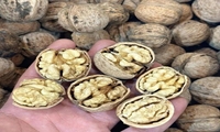 برآورد تولید ۲۵۰ هزار تنی گردو با پوست خشک در سال 1404/ واردات رسمی گردو در صورت نیاز با صلاحدید ملی انجام می‌شود