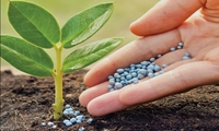  توزیع گسترده نهاده‌های اساسی در استان همدان