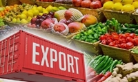صادرات ۴۰۰۰ تُن محصولات گلخانه‌ای در تویسرکان‌/ فعالیت ۴ واحد سورتینگ محصولات گلخانه‌ای