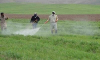 بسیج کارشناسان کشاورزی خراسان رضوی جهت رصد مزارع غلات